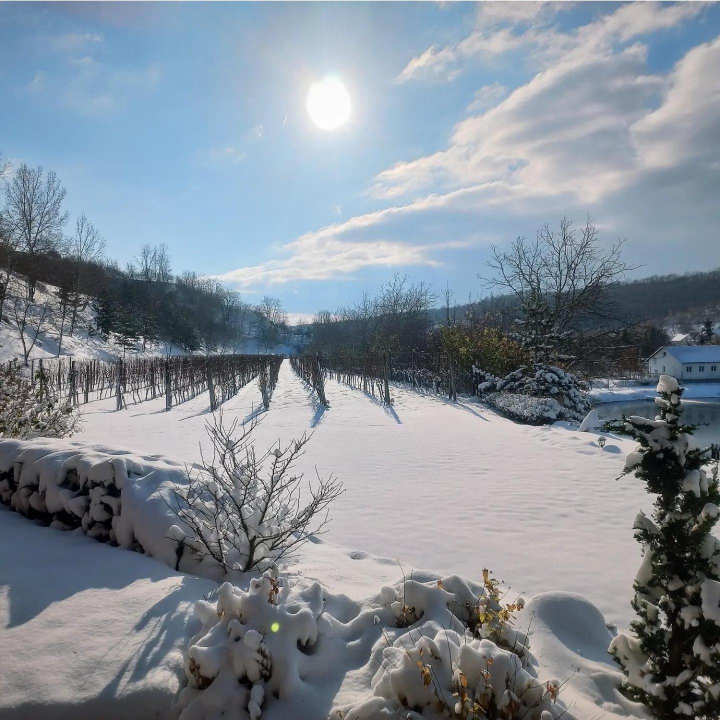 Penzion Ve Vinohrade Němčičky エクステリア 写真