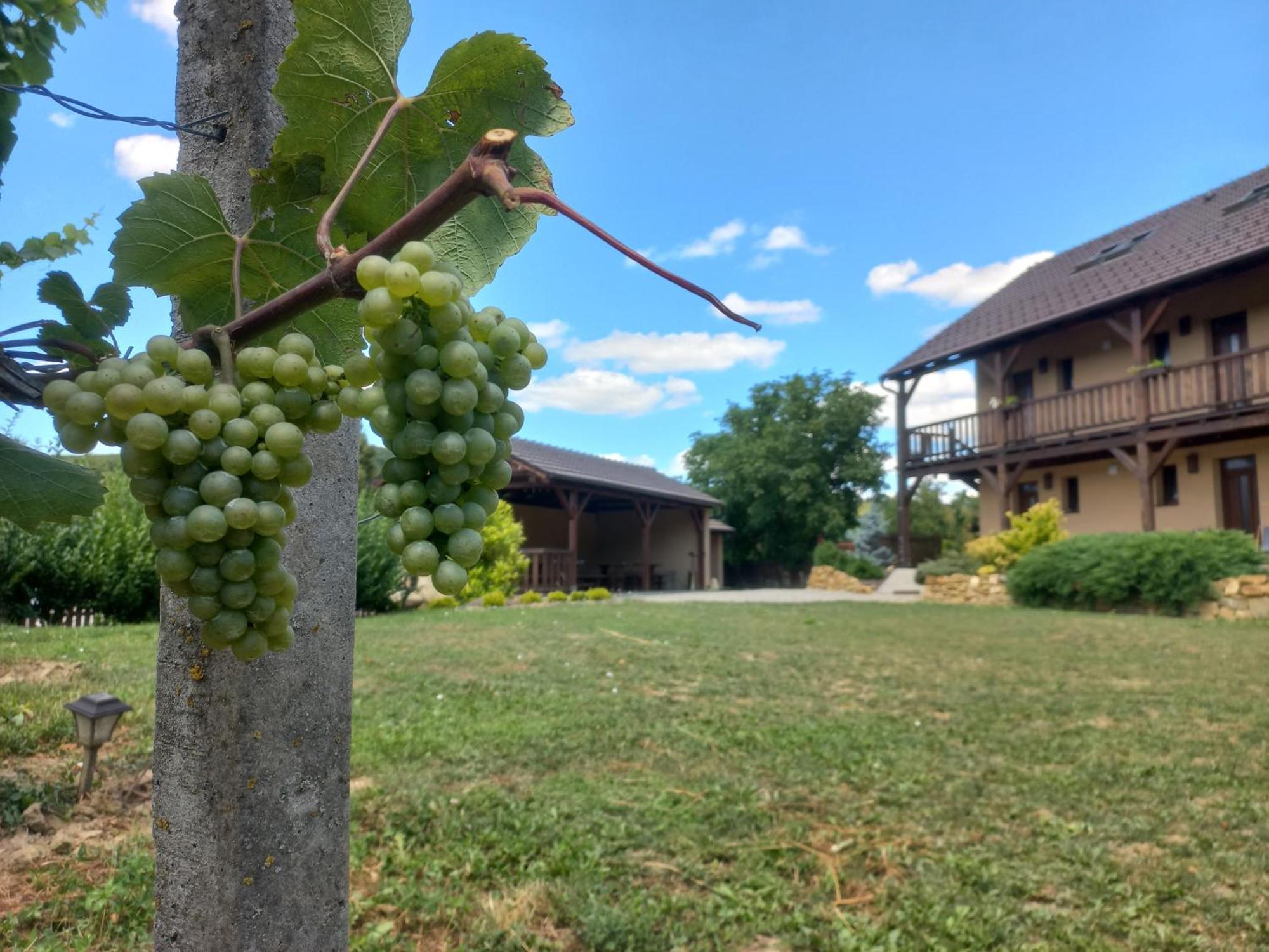 Penzion Ve Vinohrade Němčičky エクステリア 写真
